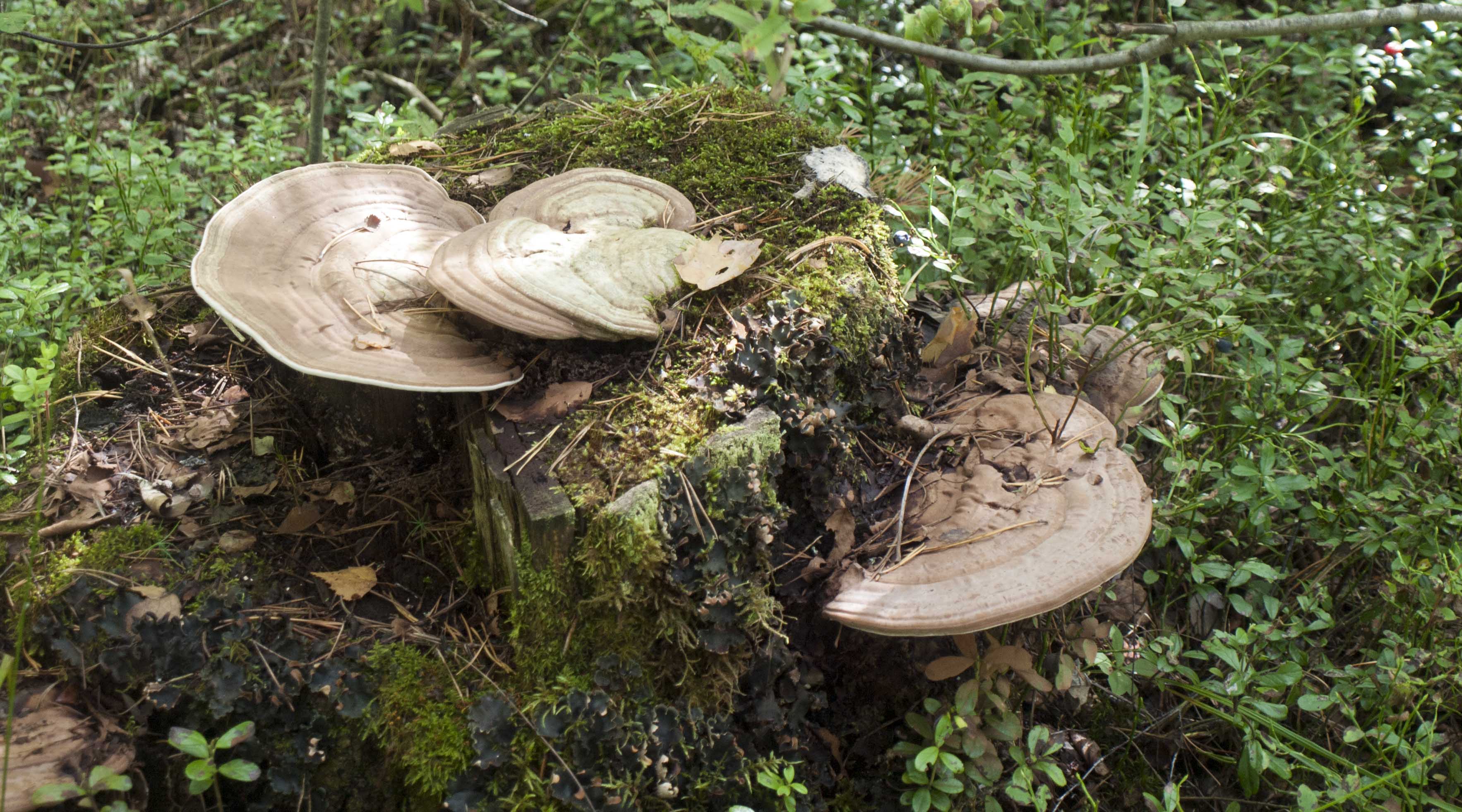 Трутовик плоский, трутовик художника - Ganoderma applanatum - Грибы Уломы  Железной